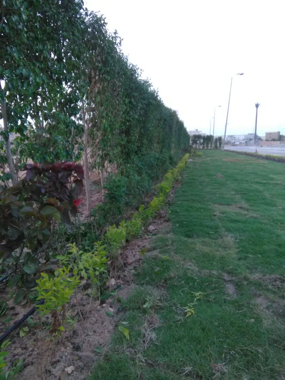 AIG Pharma - صورة 31