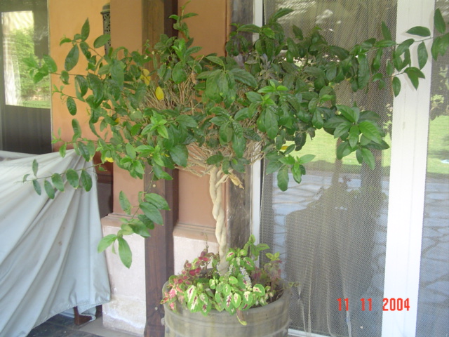 فيلا شخصية - قطامية هايتس 2 - صورة 39