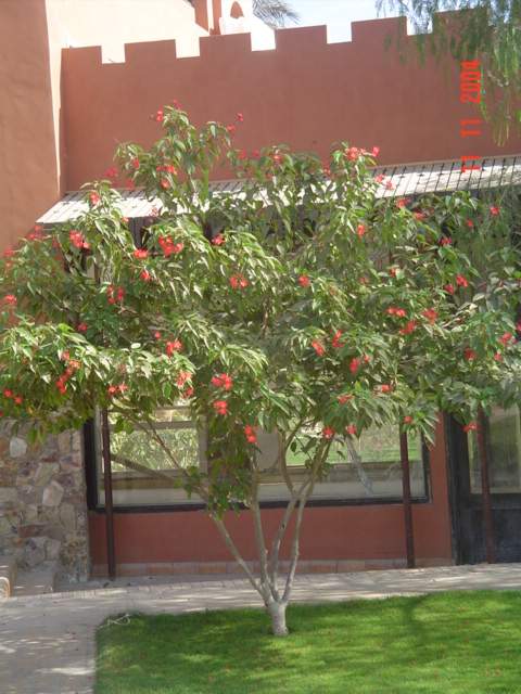 فيلا شخصية - سقارة - صورة 8