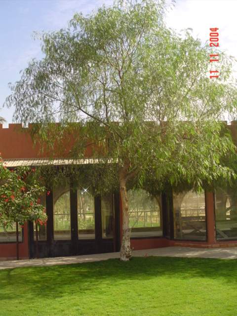 فيلا شخصية - سقارة - صورة 9