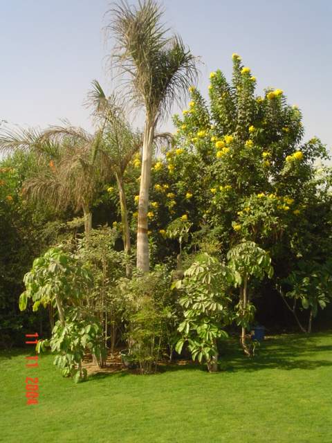 فيلا شخصية - سقارة - صورة 11