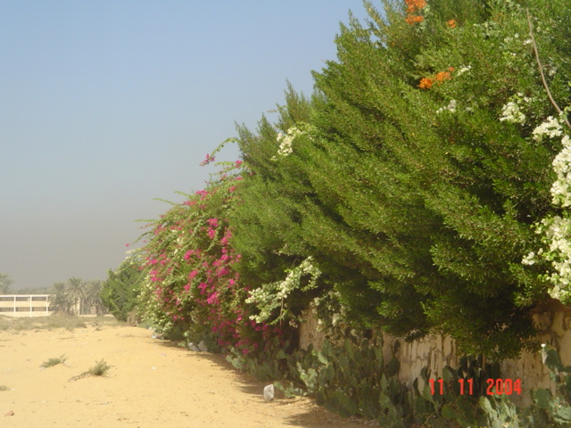 فيلا شخصية - سقارة - صورة 12